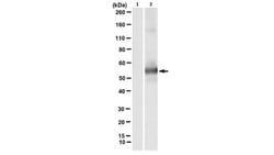 phospho-cytokeratin-8 (K8) (Ser73), Mouse anti-Mouse, Human, Clone: LJ4,